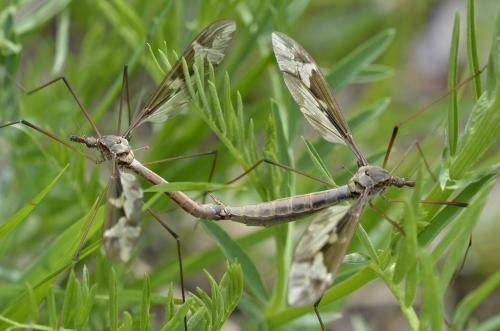 Tipula maxima